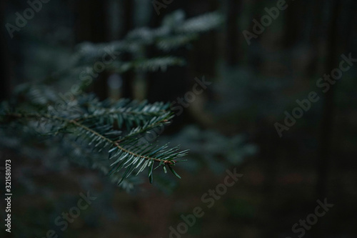 Green prickly branches of fur or pine with place for text