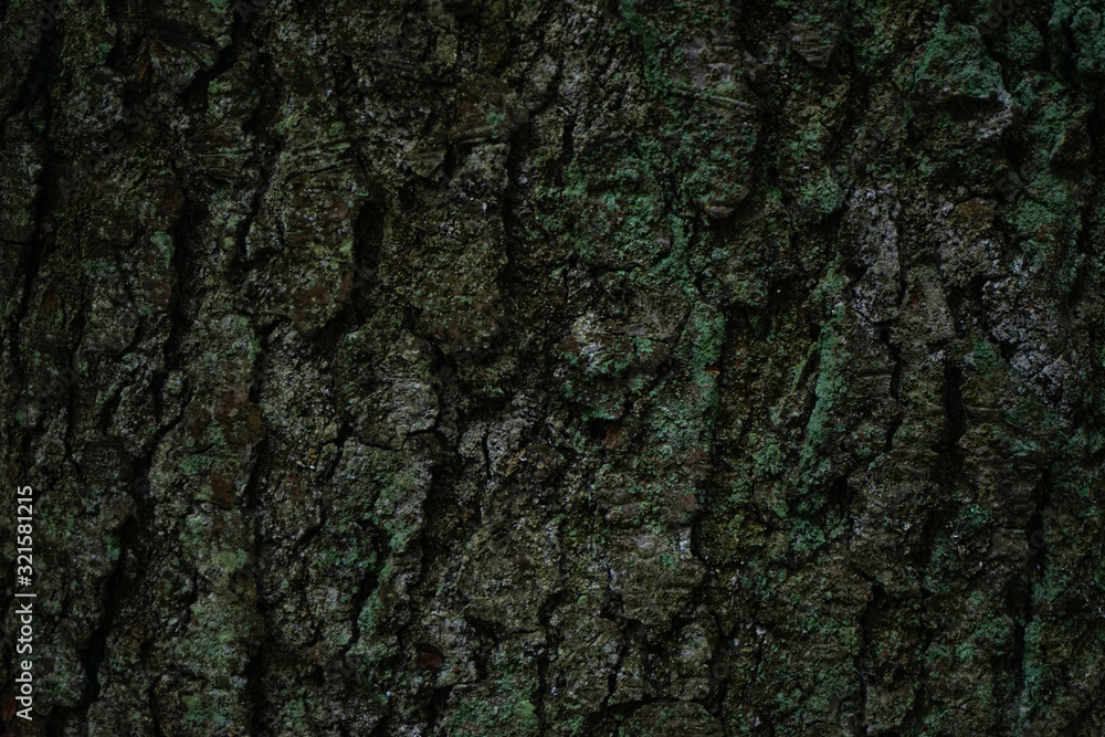 Closeup, tree bark with moss. Moss or lichen on the tree pattern. Closeup, tree bark with moss. Moss or lichen on the tree pattern.