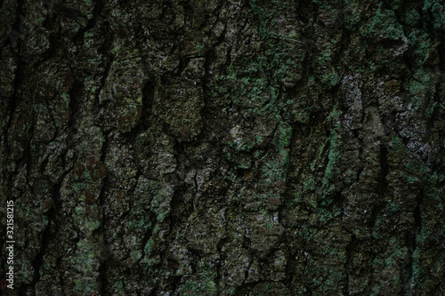 Closeup, tree bark with moss. Moss or lichen on the tree pattern.