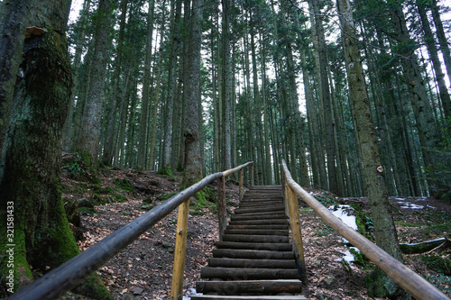 Wooden staircase in the forest. Trail in the forest with a wooden staircase.