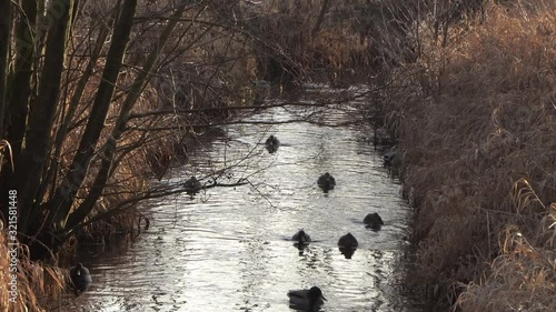 Ducks floating in a small river in the autumn during sunset