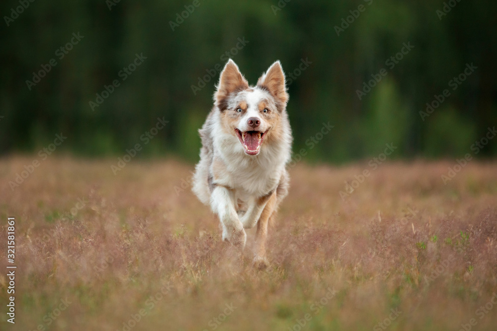 dog runs on the grass. Active pet plays in nature in summer. sports with border collie.