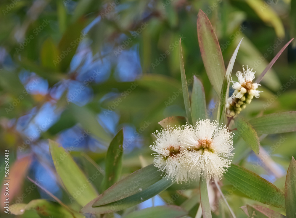 Blossoms of an eucalyptus tree in winter time Blossoms of an eucalyptus tree in winter time