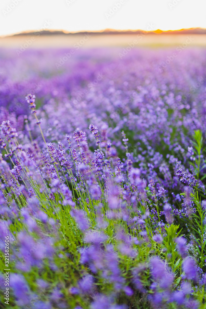 Fototapeta premium Beautiful Violet Lavender Field Agriculture