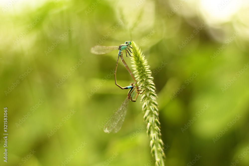 dragonfly on leaf