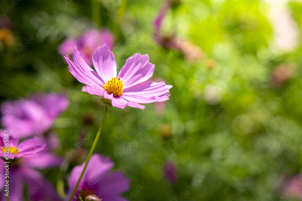 Beautiful Cosmos flowers in garden. Nature background. Beautiful Cosmos flowers in garden. Nature background.