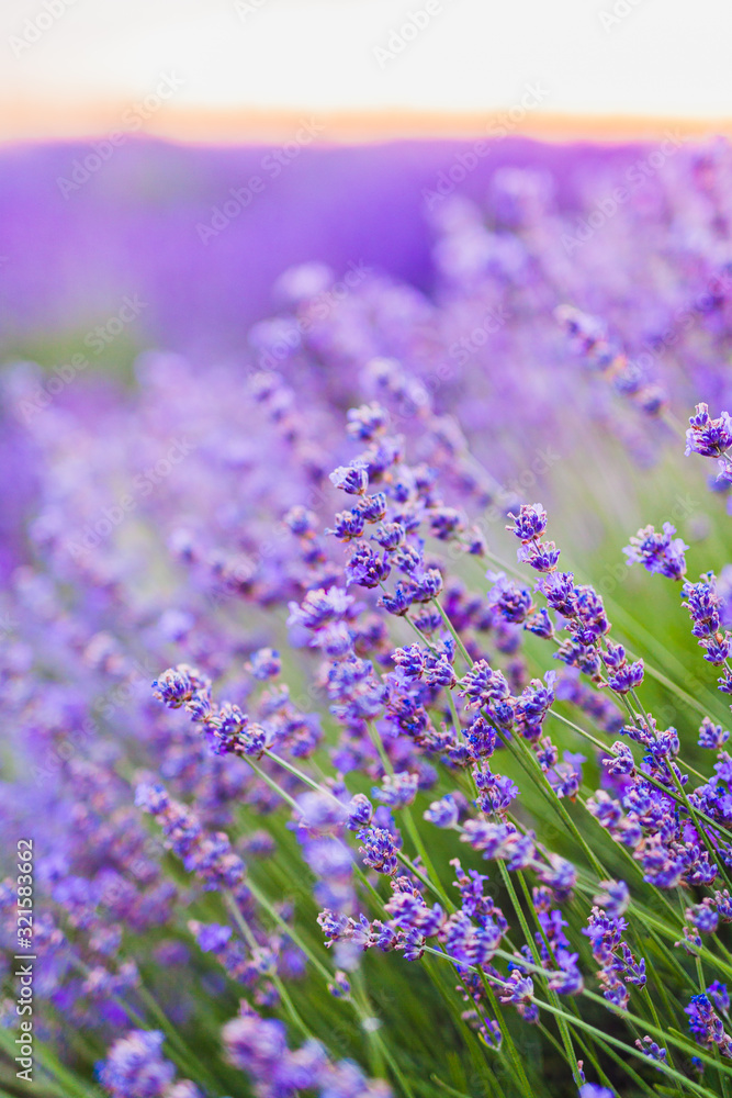 Beautiful Violet Lavender Field Agriculture