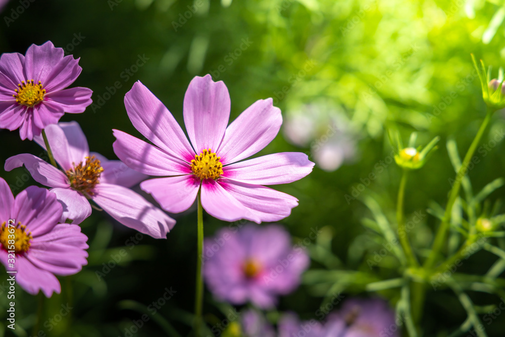  Beautiful Cosmos flowers in garden. Nature background.