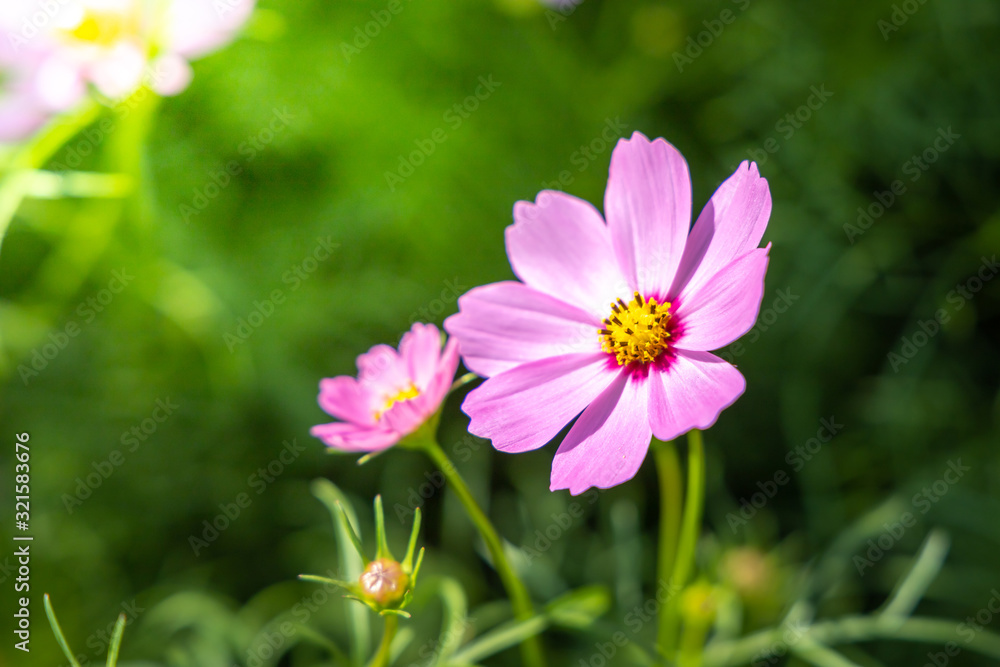 Beautiful Cosmos flowers in garden. Nature background. Beautiful Cosmos flowers in garden. Nature background.