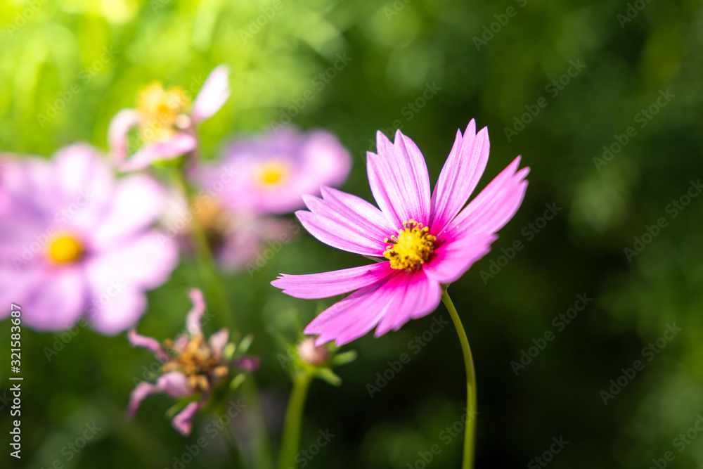 Beautiful Cosmos flowers in garden. Nature background. Beautiful Cosmos flowers in garden. Nature background.