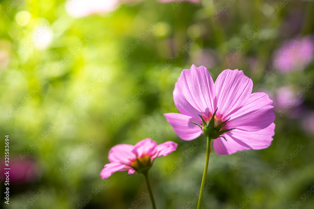 Beautiful Cosmos flowers in garden. Nature background. Beautiful Cosmos flowers in garden. Nature background.