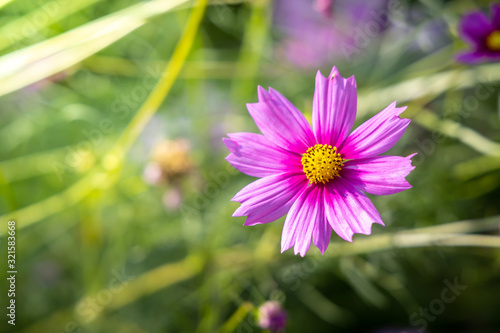  Beautiful Cosmos flowers in garden. Nature background.