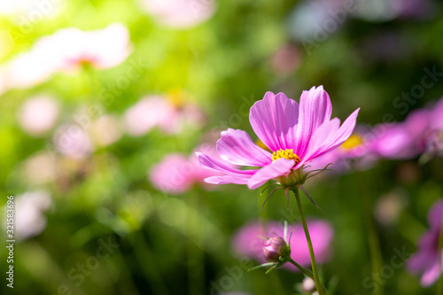  Beautiful Cosmos flowers in garden. Nature background.