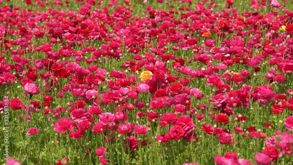 Persian Buttercup Flowers Pink Ranunculus Asiaticus Persian Buttercup Flowers Pink Ranunculus Asiaticus