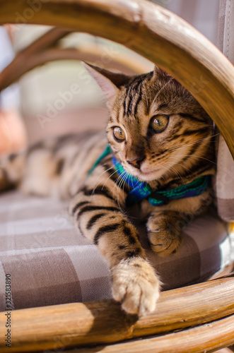 Gato de bengala relajado