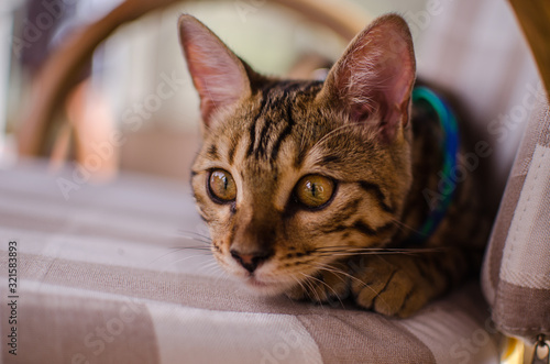 gato de bengala atento observando 