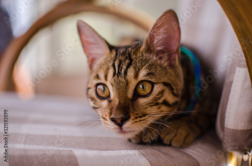 Gato de Bengala