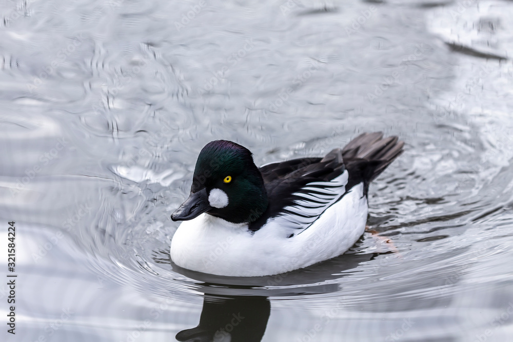 Fototapeta premium Duck. Male common goldeneye . Medium-sized duck from northern Canada, USA, Russia and Scandinavia. Aggressive and territorial duck nesting in tree cavities, migrating to south during winter