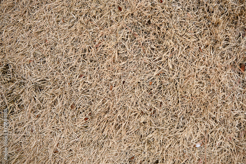 Dry Dead Grass Background Texture