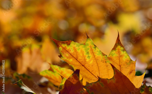Close-up and background of shining autumn leaves lying on the ground and illuminated by the sun