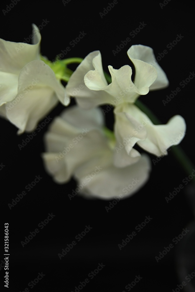 Fototapeta premium white flower