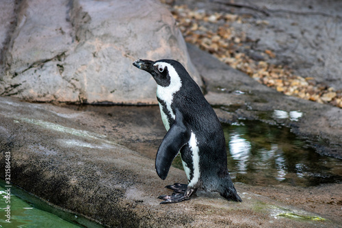 South African penguin