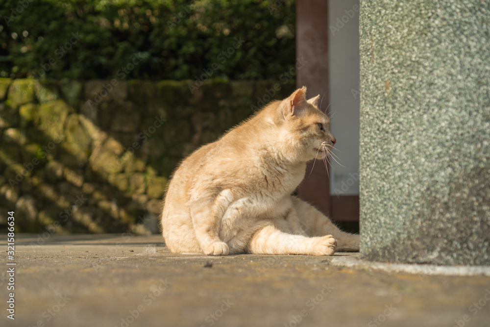 Fototapeta premium 猫の日常