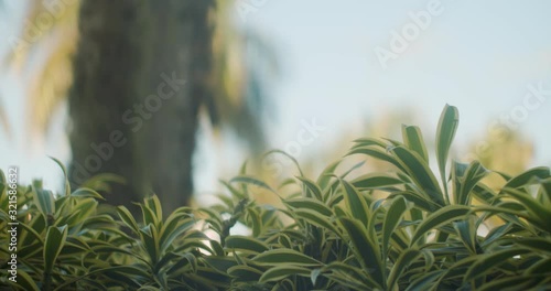 Hedge in front of Palm tree