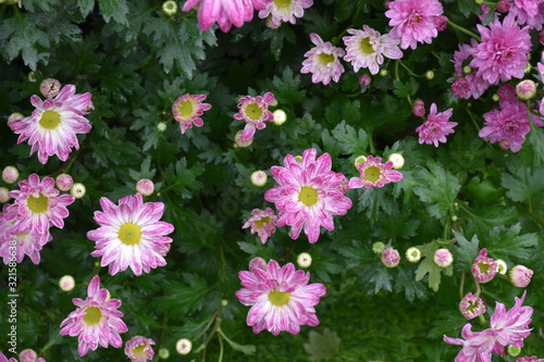 Various colorful chrysanthemum blooming in the flower garden.