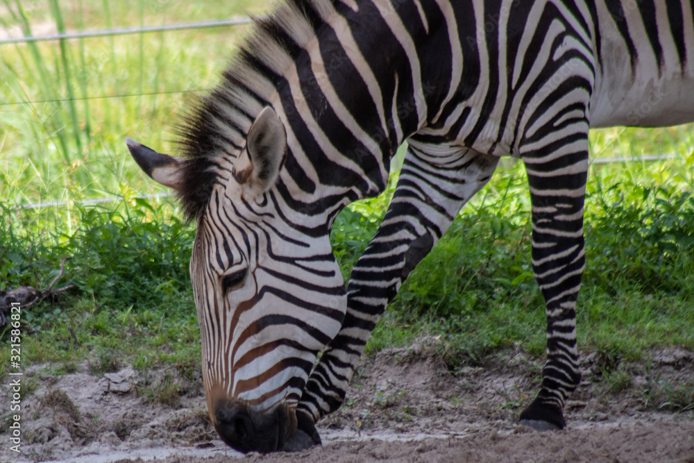 Hartmann's mountain zebra