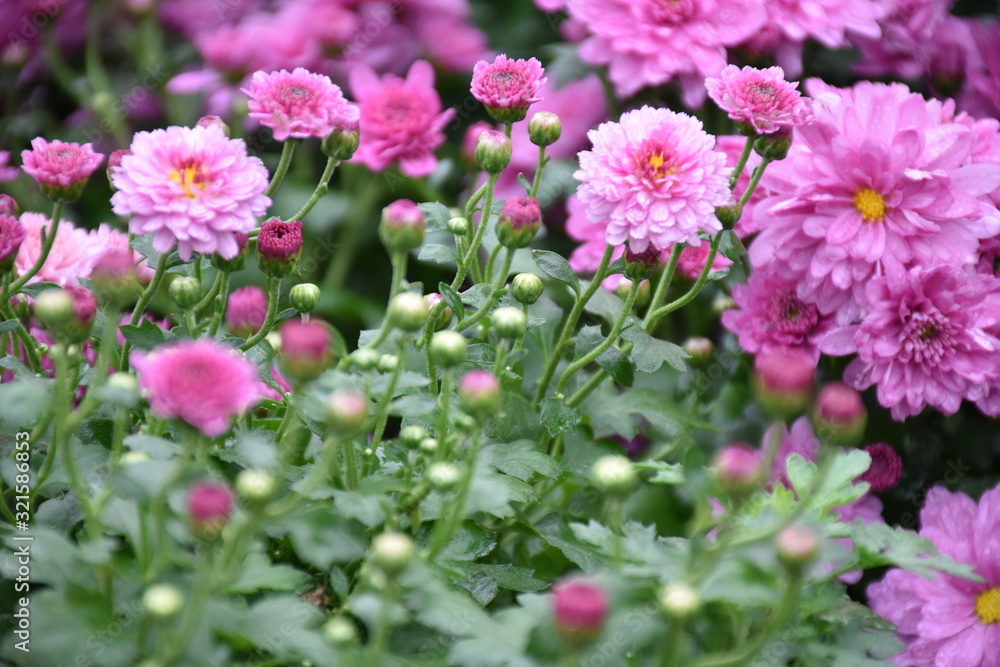 Various colorful chrysanthemum blooming in the flower garden. Various colorful chrysanthemum blooming in the flower garden.