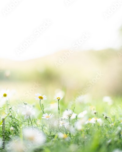 Fototapeta Naklejka Na Ścianę i Meble -  White and yellow daisy flowers growing in green grass