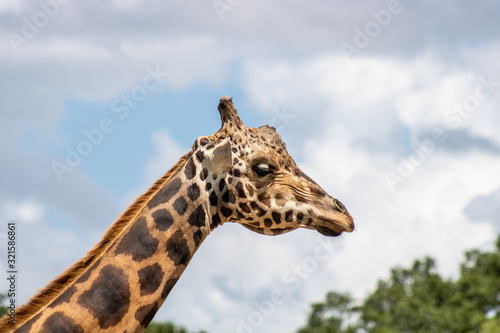 Giraffe © Suzanna