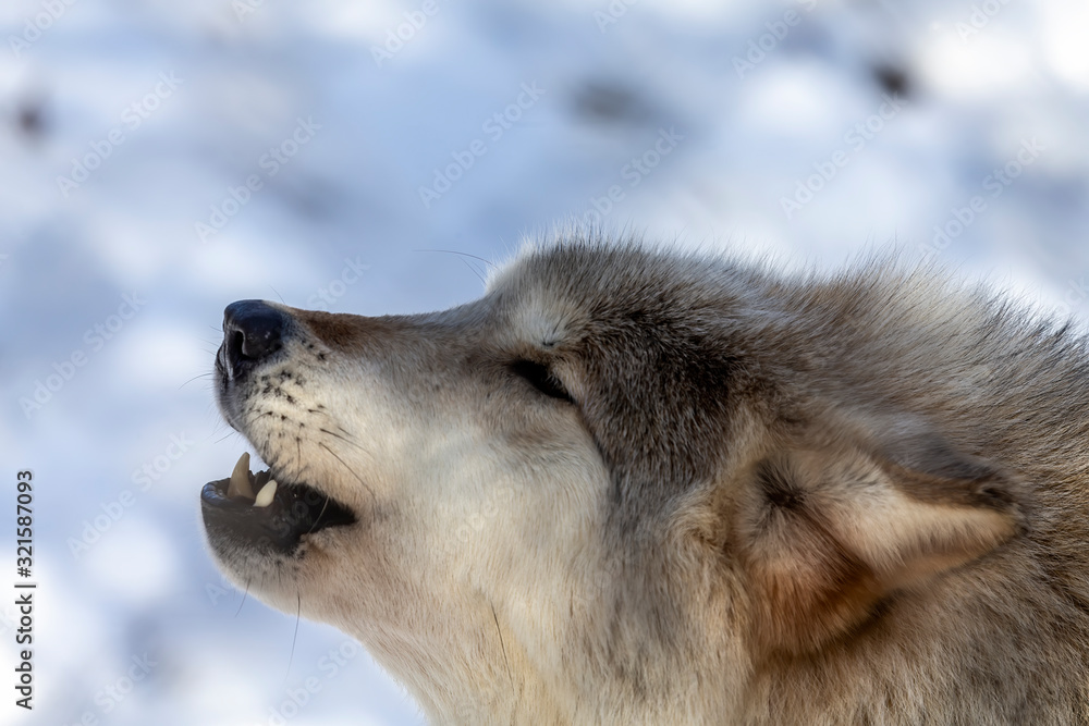 Fototapeta premium Grey wolf (Canis lupus) also known in north America as Timber wolf in winter.