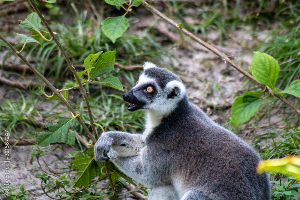 Obraz premium Ring tailed lemue