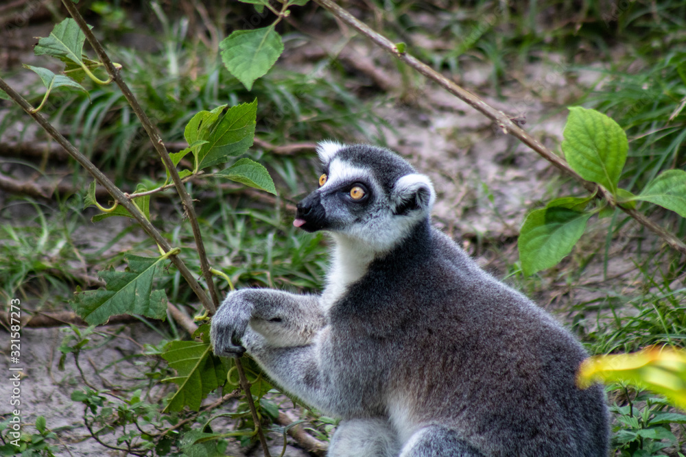 Obraz premium Ring tailed lemue