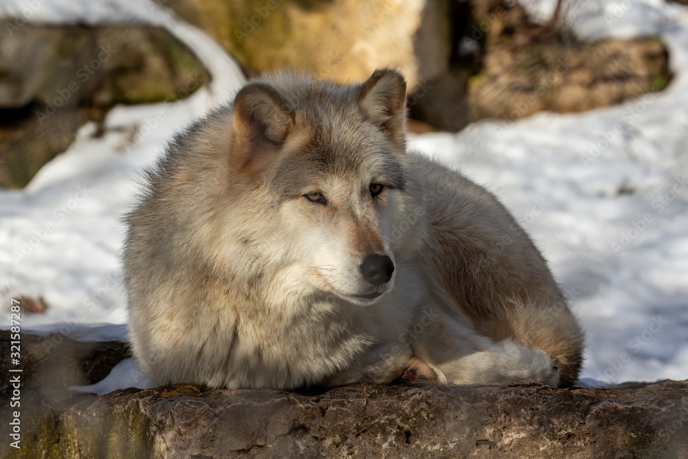 Obraz premium Grey wolf (Canis lupus) also known in north America as Timber wolf in winter.