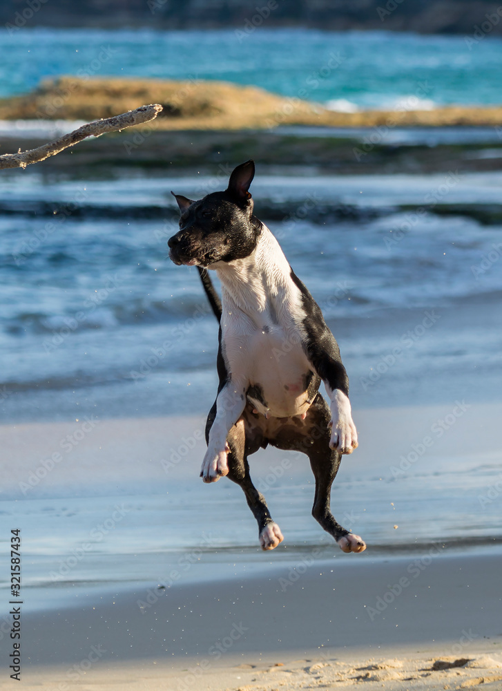 Playful dog by the sea, Sydney Australia