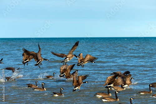 Flock of Canadian geese on lake Michigan