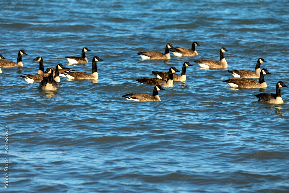 Flock of Canadian geese on lake Michigan Flock of Canadian geese on lake Michigan