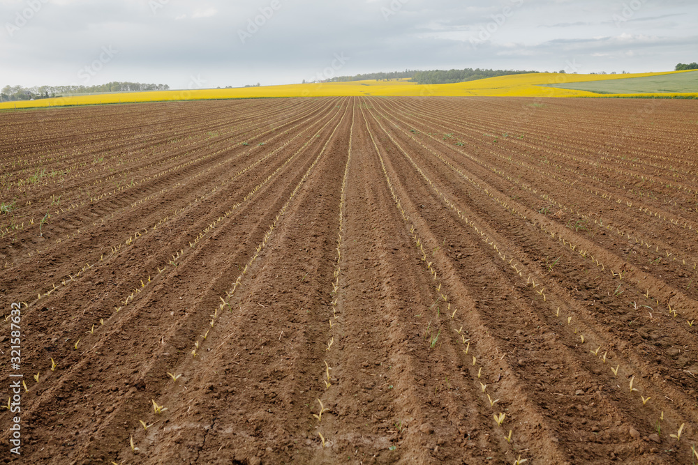 Agricultural Growth -Various Fields - Agriculture Farming Field Agricultural Growth -Various Fields - Agriculture Farming Field