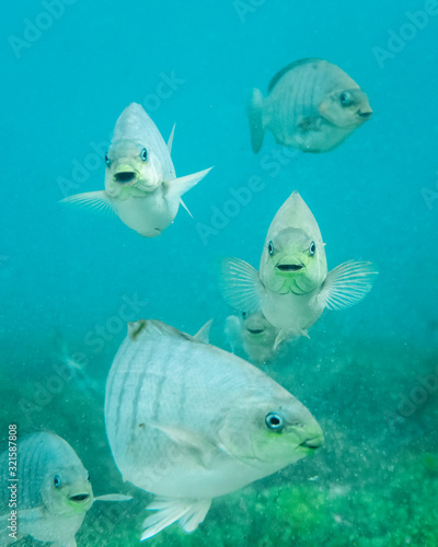 Group of Ludericks fish swimming in the crystal clear water, Sydney Australia © Gary