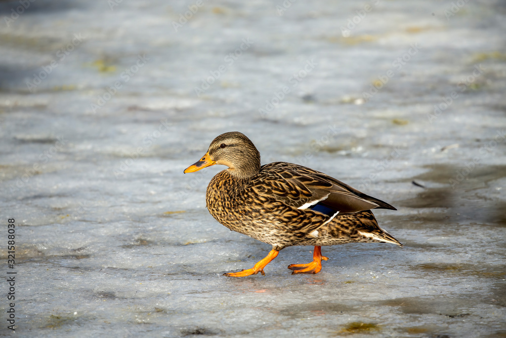Duck. Mallard duck, male on the river. Natural scene from Wisconsin. Duck. Mallard duck, male on the river. Natural scene from Wisconsin.