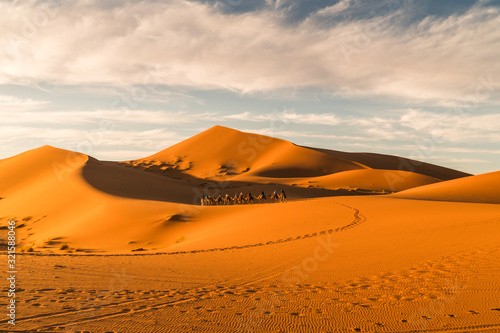 Riding Camels Through the Sahara Dessert