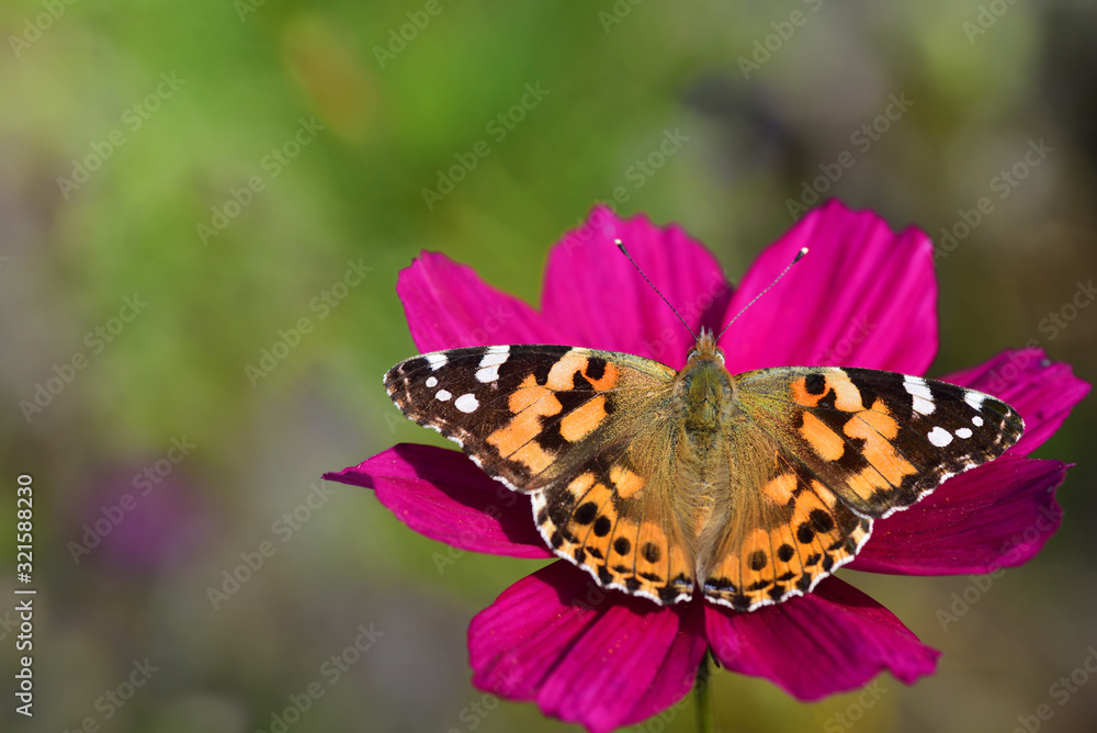Fototapeta premium Close-up of a colorful butterfly on a blossom of a flower meadow in summer in Germany