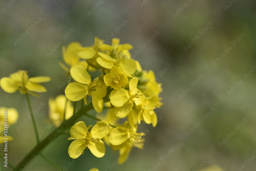 菜の花