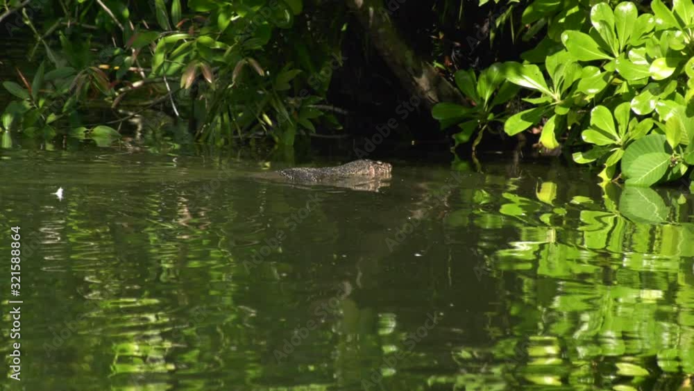 Slow Motion of a Water Monitor Lizard swimming in the Swan Lake at the Singapore Botanic Gardens Slow Motion of a Water Monitor Lizard swimming in the Swan Lake at the Singapore Botanic Gardens