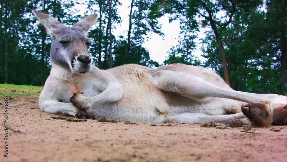Close up red kangaroo resting on ground, sunny day, Australia. Close up red kangaroo resting on ground, sunny day, Australia.