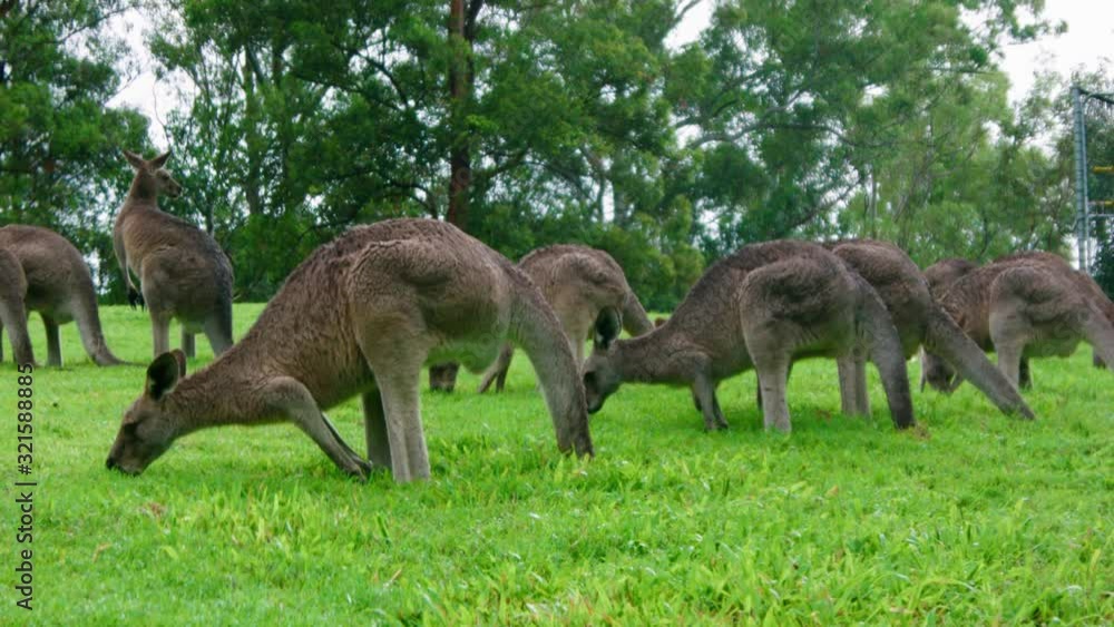 Kangaroo mob eating grass on a field, daytime, Australia