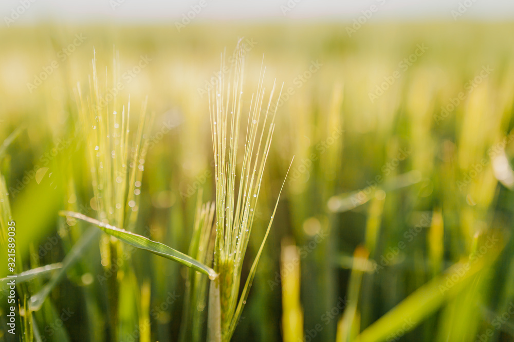 Fototapeta premium Agricultural Growth -Various Fields - Agriculture Farming Field